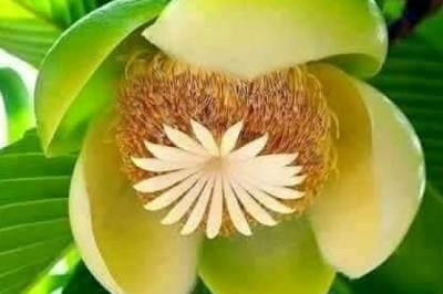 বিষ্ময়কর এক ফল 'চালতা'